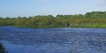 Cinco ataques de piranhas são registrados no Rio Açu no fim de semana