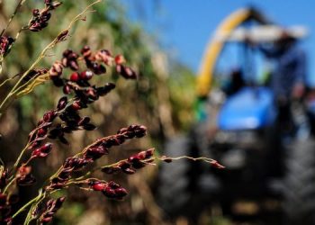 Inscrições de curso Técnico em Agricultura são prorrogadas até 19 de janeiro