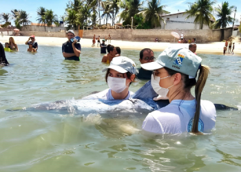 Projeto Cetáceos e Cemam atendem 24 animais marinhos encalhados em 17 dias