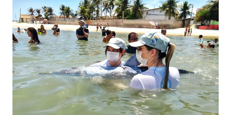 Projeto Cetáceos e Cemam atendem 24 animais marinhos encalhados em 17 dias  
