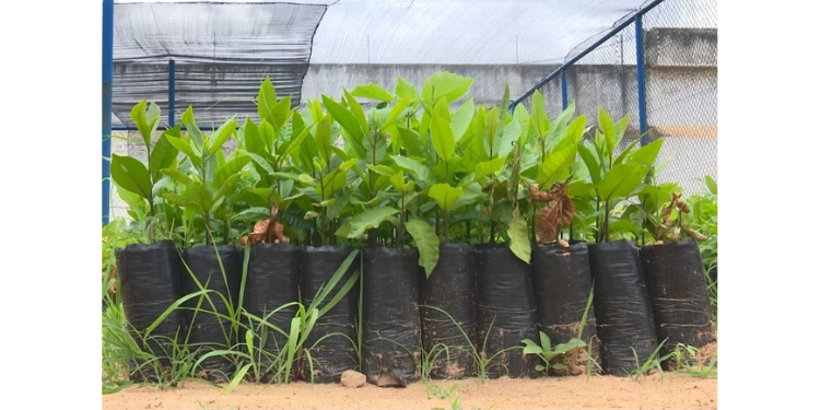 Projeto “Semeando a Cidadania” promove plantio de caju como redução de pena para detentos em Mossoró