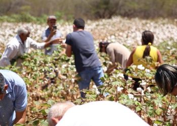 Mossoró e Apodi sediam intercâmbio sobre Algodão Agroecológico no Semiárido