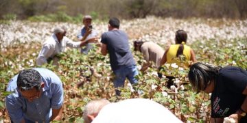 Mossoró e Apodi sediam intercâmbio sobre Algodão Agroecológico no Semiárido
