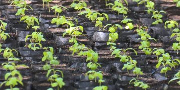 Setor de Mudas da Ufersa distribui mudas gratuitas na Praça do Pax nesta terça-feira (9)