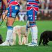 Jogadores do Potiguar entrarão em campo com cachorros em campanha de adoção