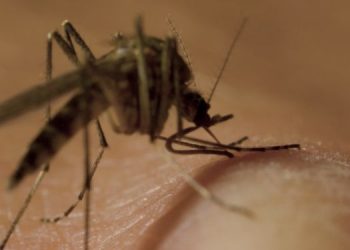 Cuidados contra o mosquito Aedes aegypti precisam ser redobrados nesta época do ano