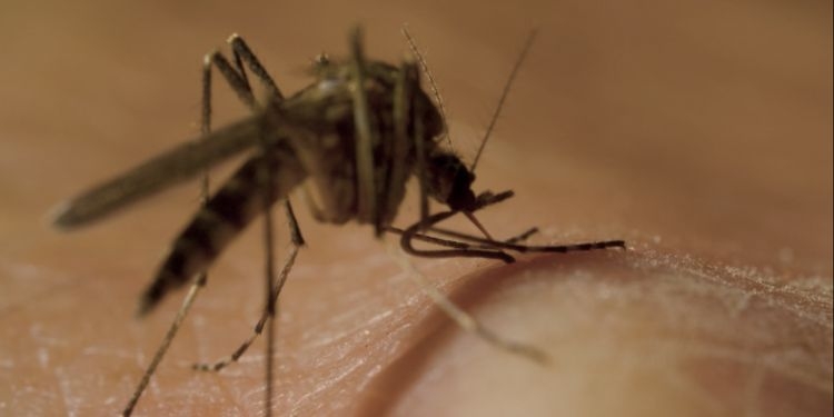 Cuidados contra o mosquito Aedes aegypti precisam ser redobrados nesta época do ano