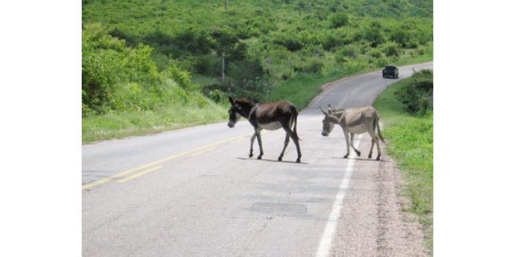 Polícia de Patu realiza campanha “Pista Não é Pasto”