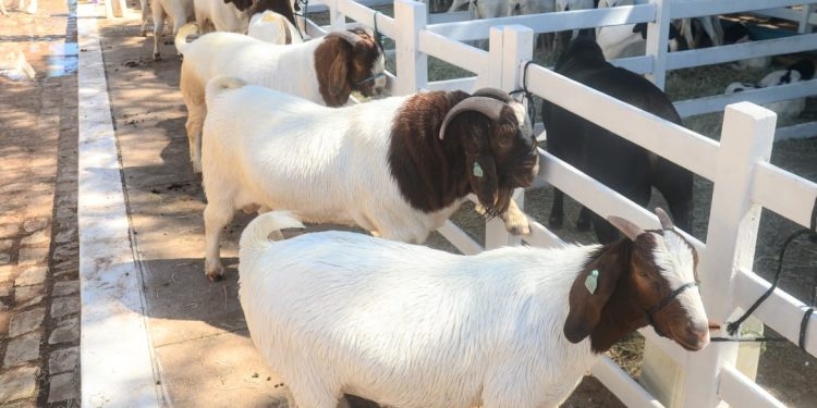 Data da Festa do Bode 2024 em Mossoró é divulgada