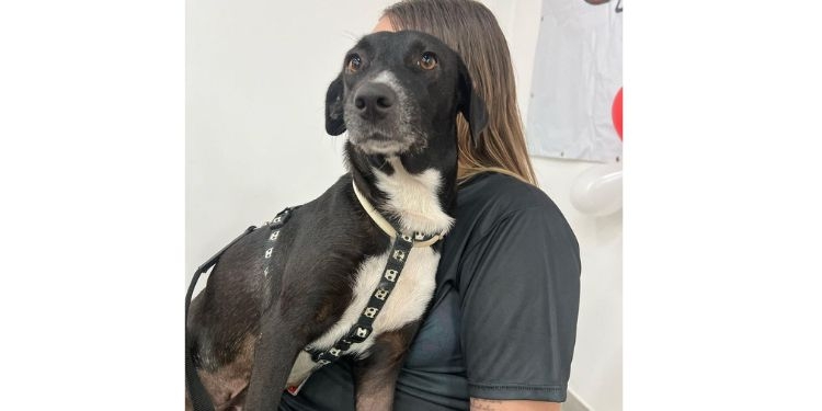 Partage Shopping promove evento de adoção de animais