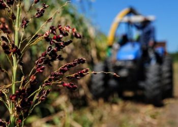 Curso Técnico em Agricultura tem primeira aula presencial neste sábado (23)