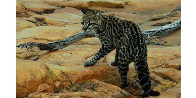 Polícia Ambiental resgata gato-do-mato no Bairro Sumaré em Mossoró