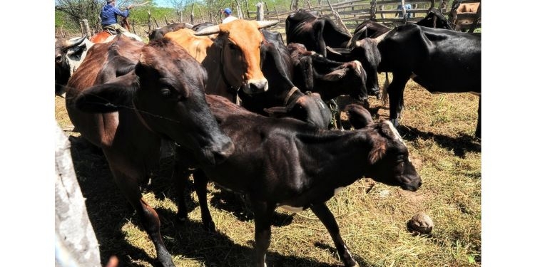 Programa “Mossoró Rural” passará a fornecer inseminação artificial em bovinos