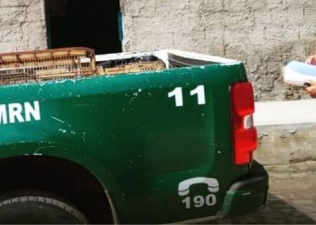 Batalhão de Policiamento Ambiental apreende aves silvestres em Mossoró