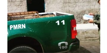 Batalhão de Policiamento Ambiental apreende aves silvestres em Mossoró