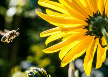 Reunião de consultoria em apicultura de 2024 será realizada no Assentamento Jurema