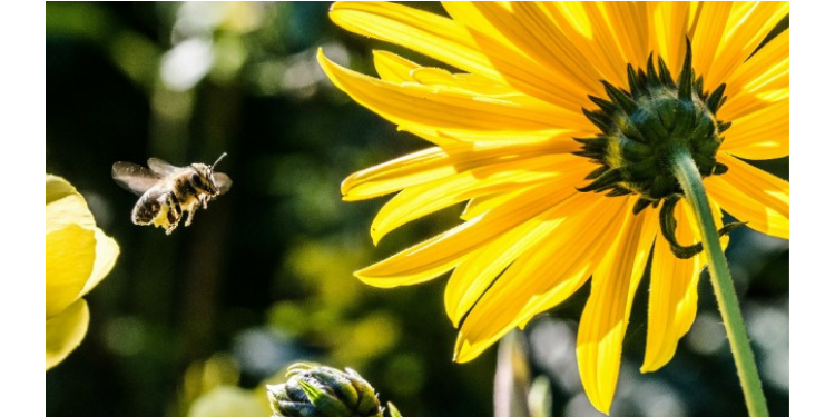 Reunião de consultoria em apicultura de 2024 será realizada no Assentamento Jurema