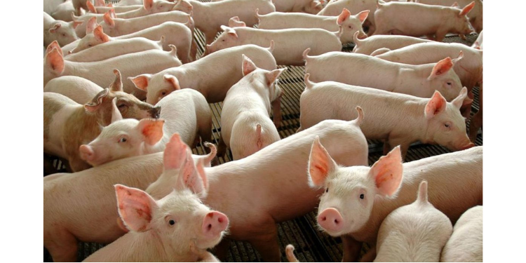 Ministério Público recomenda inspeção e regulação na criação de porcos em Assú
