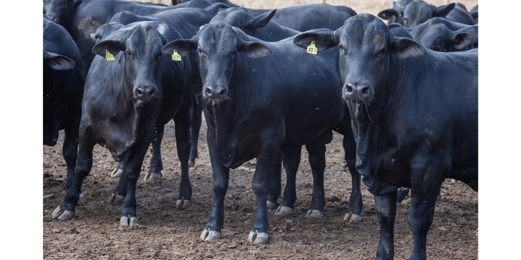 MPRN assina TAC com Governador Dix-Sept Rosado para regularizar abate de animais