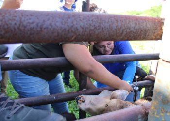 Vacinação contra febre aftosa segue até terça (30)