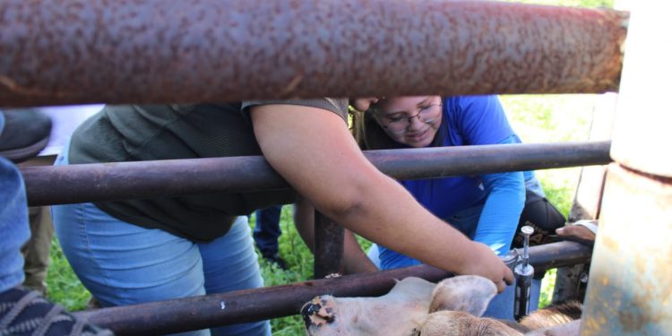 Vacinação contra febre aftosa segue até terça (30)