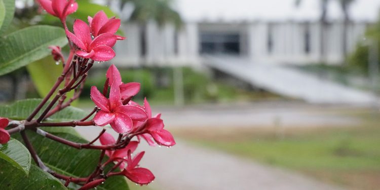 Previsão para próximo trimestre é de chuvas acima da média no RN