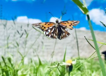 Nascemos para evoluir