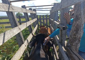 Confira calendário de vacinação da febre aftosa na zona rural de Mossoró