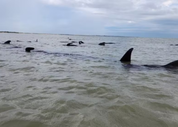Rio do Fogo, no RN, registra encalhe em massa de 21 baleias-piloto
