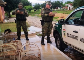 Polícia ambiental apreende 11 aves silvestres mantidas em cativeiro na cidade de Baraúna