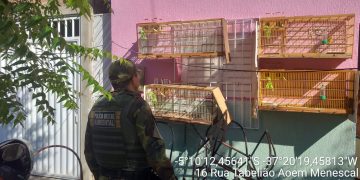 Polícia Ambiental autua quatro pessoas por manter aves silvestres em cativeiro em Mossoró