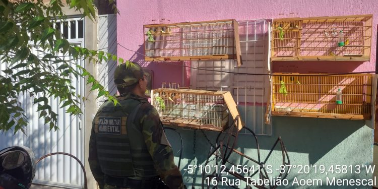 Polícia Ambiental autua quatro pessoas por manter aves silvestres em cativeiro em Mossoró