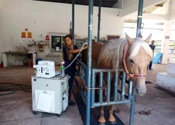 Hovet/Ufersa adquire novos equipamentos de ultrassom para atendimentos veterinários
