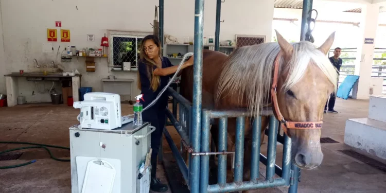 Hovet/Ufersa adquire novos equipamentos de ultrassom para atendimentos veterinários