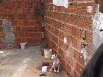 Polícia Civil e ONG resgatam cadela vítima de maus-tratos em Areia Branca