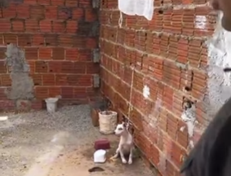 Polícia Civil e ONG resgatam cadela vítima de maus-tratos em Areia Branca