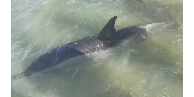 Golfinho encalha e morre na praia de Grossos