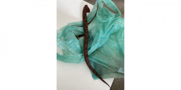 Homem picado por cobras em Felipe Guerra continua internado no Tarcísio Maia