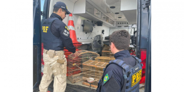 57 aves silvestres são resgatadas pela PRF no Rio Grande do Norte