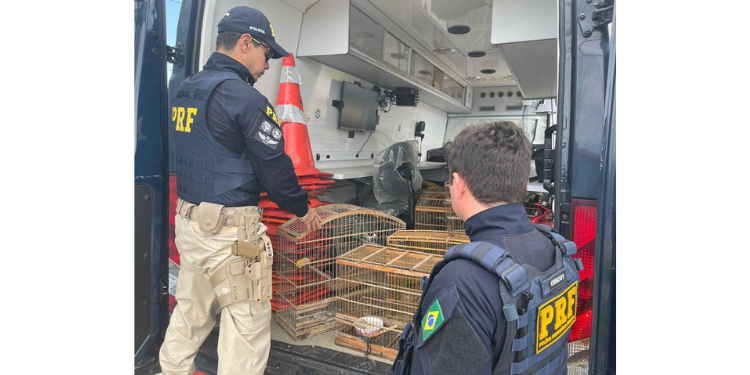 57 aves silvestres são resgatadas pela PRF no Rio Grande do Norte