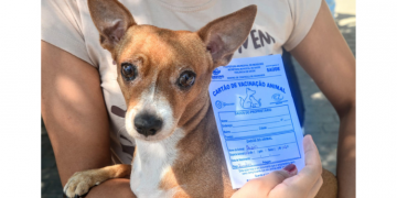 Campanha de vacinação antirrábica começa na zona rural de Mossoró