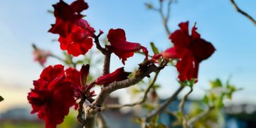 O texto pede passagem