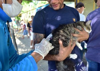 Secretaria divulga pontos extras de vacinação para cães e gatos; saiba os locais