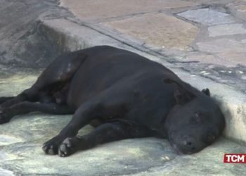 Homem denuncia ataques de cachorros na Praça da Cohab