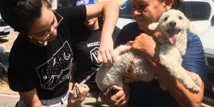 Campanha de vacinação antirrábica continua neste fim de semana em Mossoró