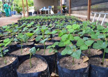 Ufersa realiza distribuição de mudas nesta semana