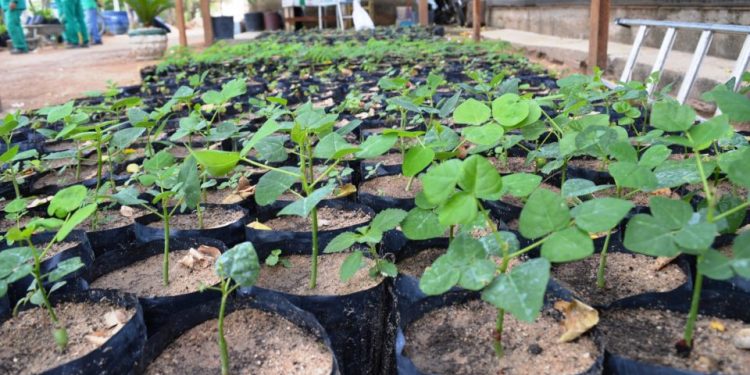 Ufersa realiza distribuição de mudas nesta semana