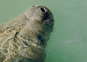 UERN realiza soltura do peixe-boi Angelina em evento cultural na Reserva Ponta do Tubarão