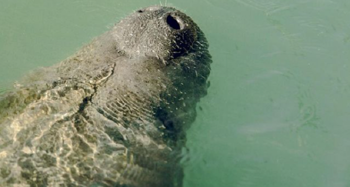 UERN realiza soltura do peixe-boi Angelina em evento cultural na Reserva Ponta do Tubarão