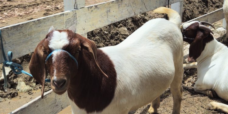 TCM realiza transmissão da Festa do Bode